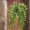 Mica Decorations Planta Artificial Ficus Suspenso 81cm Verde