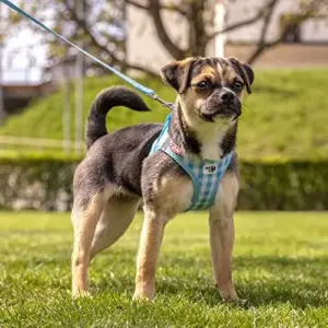 Curli Peitoral Air Mesh Xs Skyblue Tamanho M