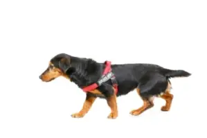 Julius-K9 Peitoral IDC-Belt Color & Gray Mini Vermelho 49-67cm