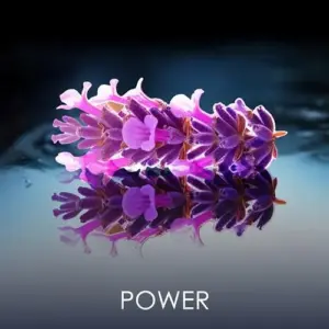 Philipp Plein No Limits Perfume para Homem Oriental Amadeirado