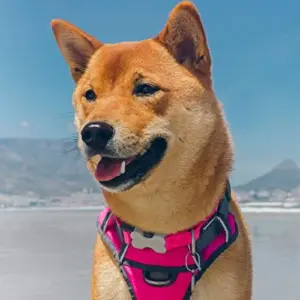 Red Dingo Trelas e Peitorais Arnês Acolchoado Pink XS