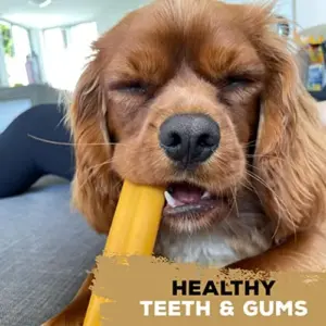 Tasty Bone Brinquedo Cão Bone S