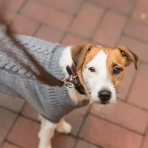 Trixie Trela Ajustável Rustic Couro Castanho Escuro 2 m