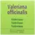 Biover Valeriana Equilíbrio Espiritual 50ml