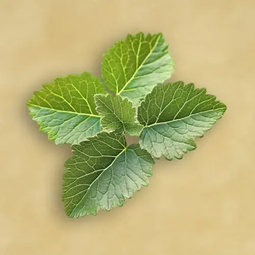 Elie Saab Le Parfum Lumière Floral Amadeirado 50ml Perfume Mulher