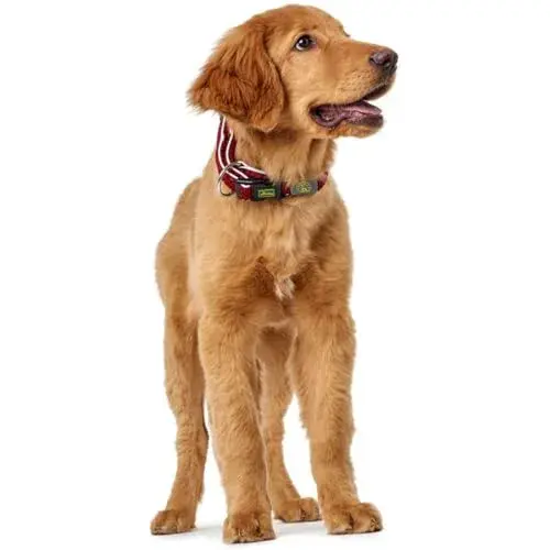 Hunter Coleira Arame Vario Plus 45-70 cm