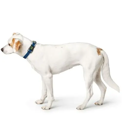 Hunter Coleira Basic Fio Azul Tamanho M