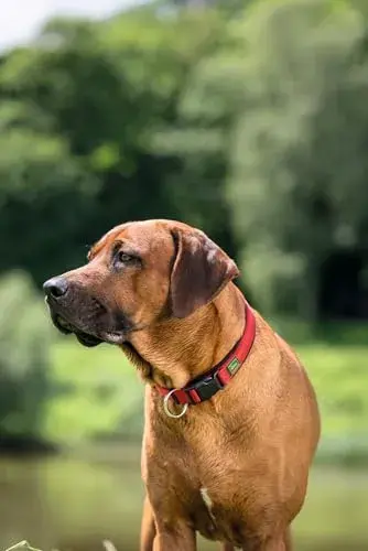 Hunter Coleira Neopren Vario Vermelho