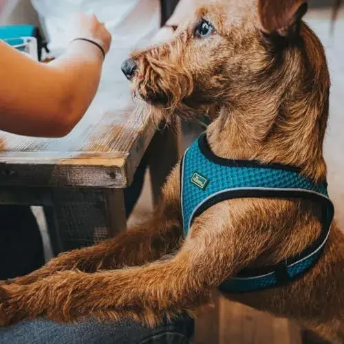 Hunter Peitoral Hilo Comfort Turquesa Xs-s