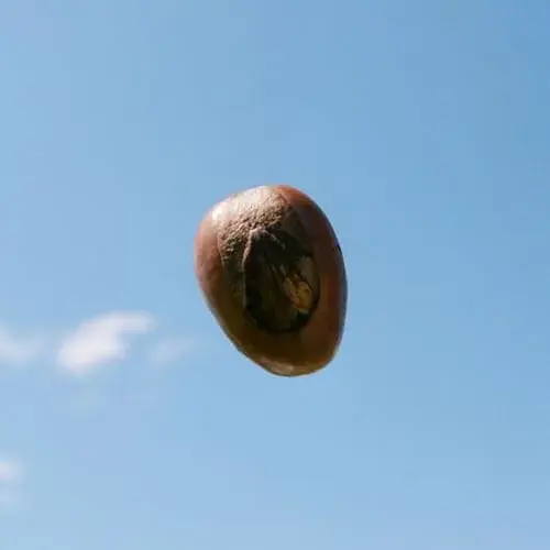 L’Occitane Creme de Banho Karité 250ml