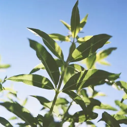 L’Occitane Desodorante Solid Verbena 50g