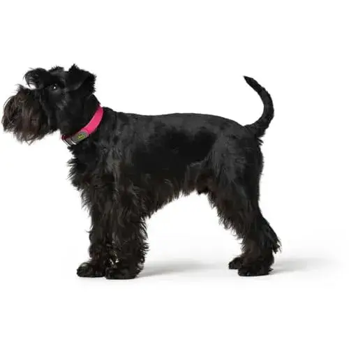 Hunter Coleira Convenience Cor de Rosa Tamanho S/m