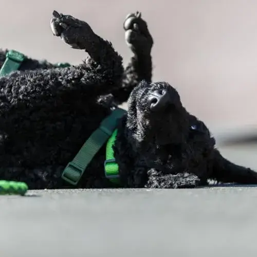 Trixie Trela Cavo S/m Preto