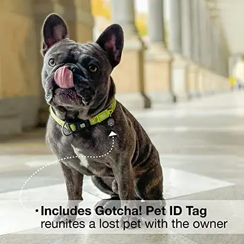 Max & Molly Coleira Smart ID Kiwi L