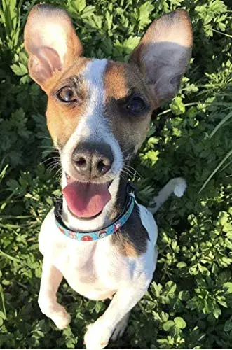 Max & Molly Coleira Smart ID Little Monsters XS