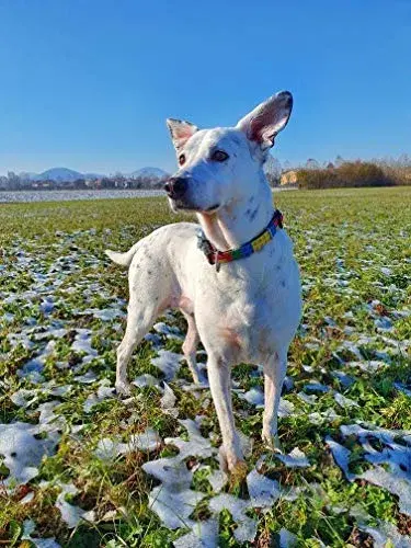 Max & Molly Coleira Smart ID Playtime 2.0 L