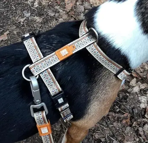 Max & Molly Peitoral Ethnic L