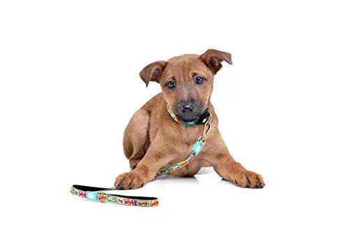 Max & Molly Trela Playtime XS