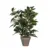 Mica Decorations Vaso Cerâmica Verde PVC Ficus 40x30cm