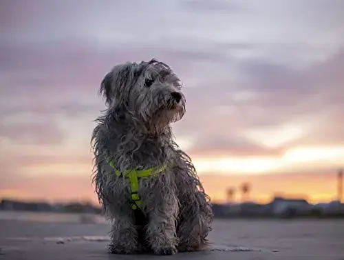 Rogz Peitoral Utility Step-in Reflector Amarelo Médio