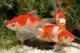 Sera Alimento Peixe Pond Flakes 3800ml