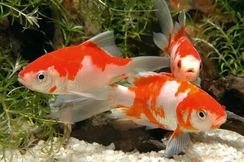 Sera Alimento Peixe Pond Flakes 3800ml