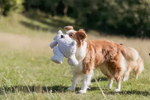 Trixie Brinquedo para Cães Urso Elroy Pelúcia Eco