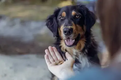 Trixie Premio 4 Meat Minis Frango, Pato, Vitela e Cordeiro 4 x 100 g