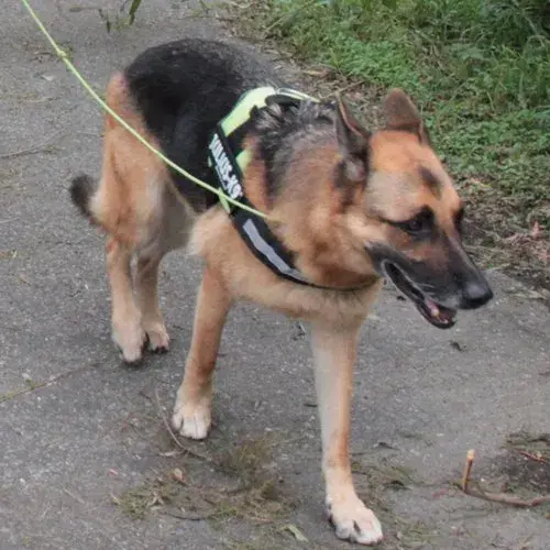 Julius-K9 Peitoral Vermelho 3 / XL 82-118 Cm